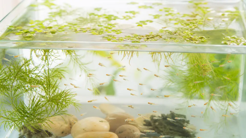 浮き草のある明るい育成水槽で群れ泳ぐメダカの稚魚
