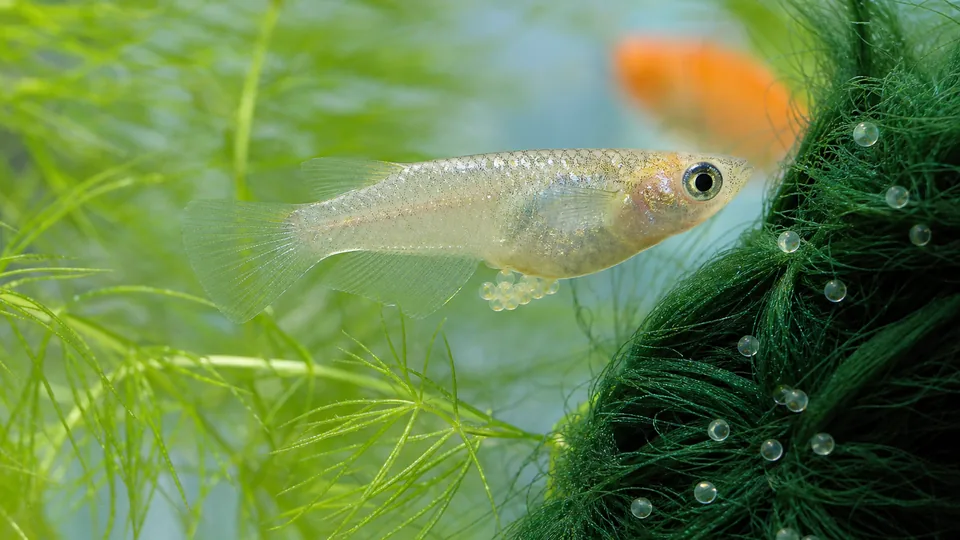 腹部に透明な卵を付けた雌のメダカと卵が付着した緑色の産卵床