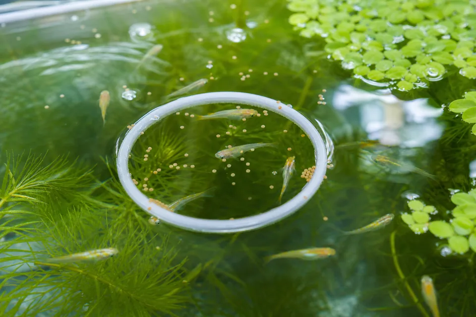 水草水槽の水面でメダカが少量の餌を食べ、食べ残しを確認しやすい状態