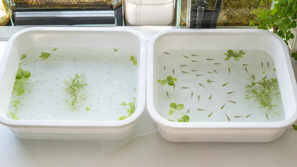 小さい稚魚と大きく育った幼魚を別の容器に分けたメダカの育成環境