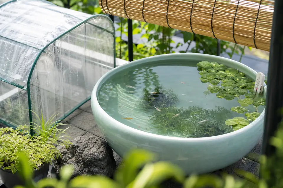屋外メダカ容器にすだれと雨よけを用意して水温を管理している様子
