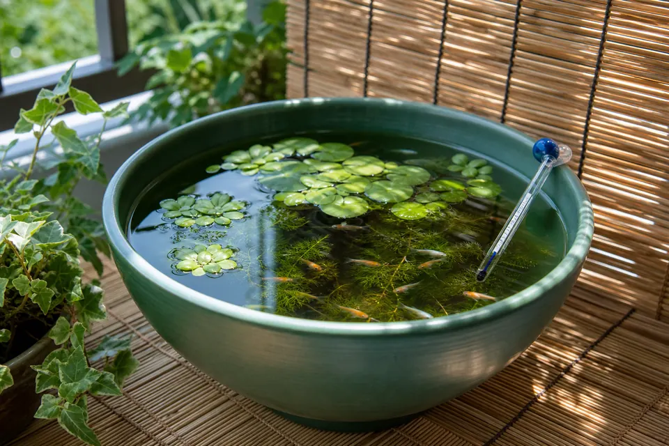 すだれの近くに置いた屋外メダカ容器と水温計
