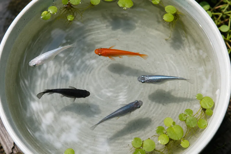 白、楊貴妃、幹之、黒、青のメダカを上から見比べる飼育容器
